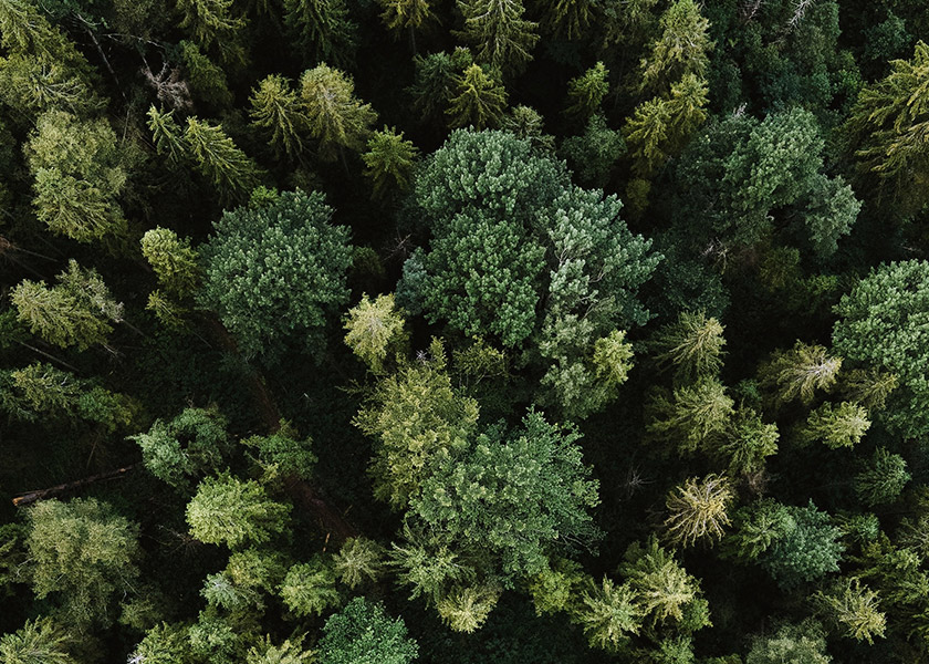 ARIEL VIEW OF FOREST